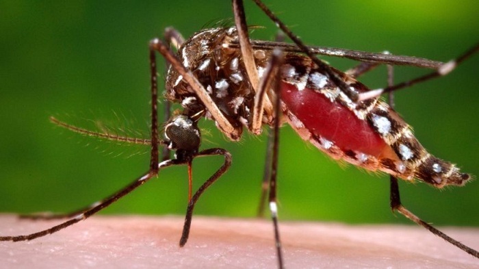 Researchers discover 2 new disease-carrying mosquitoes in Florida 